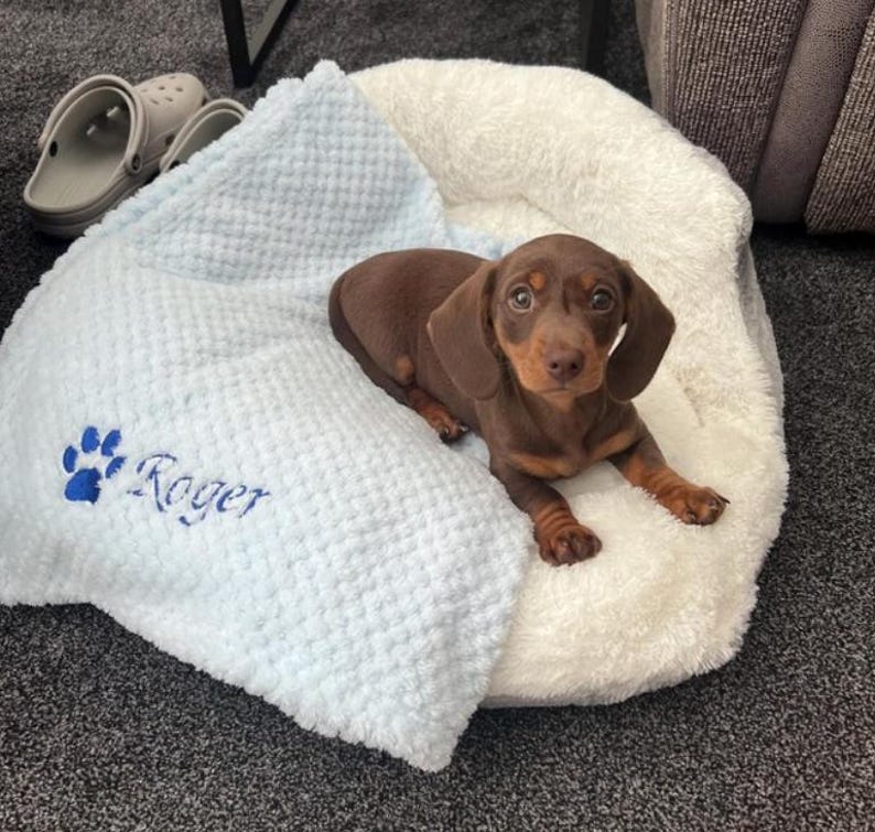 May include: A small brown dachshund puppy resting on a white plush pet bed with a light blue textured blanket featuring an embroidered blue paw print and the name Roger in blue script lettering, positioned near a pair of gray clogs.
