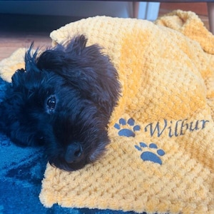 May include: A black dog with curly fur resting on a textured mustard yellow blanket. The blanket features two dark gray paw print icons and the embroidered name Wilbur in a dark gray script font on the lower right corner.