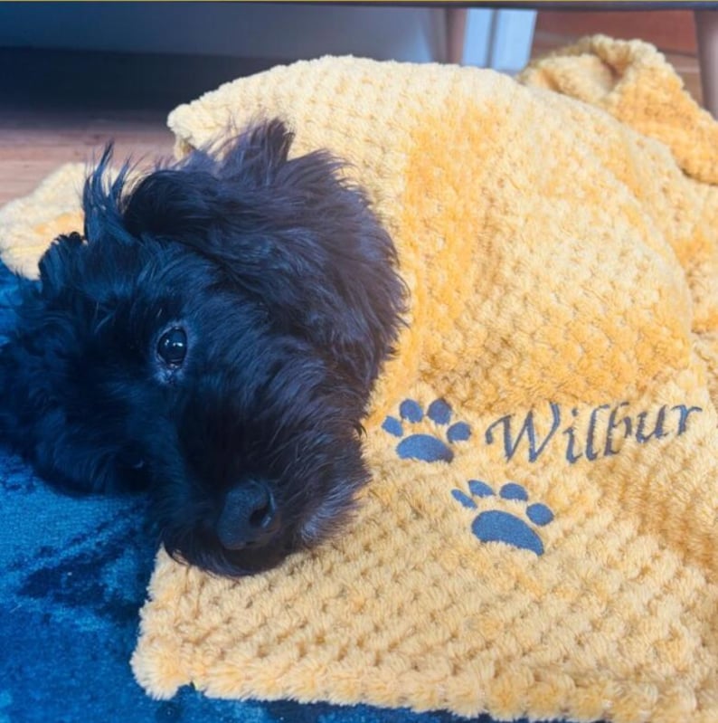May include: A black dog with curly fur resting on a textured mustard yellow blanket. The blanket features two dark gray paw print icons and the embroidered name Wilbur in a dark gray script font on the lower right corner.