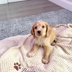 May include: A light golden-colored puppy with long, floppy ears and dark eyes, sitting on a textured, cream-colored blanket that features a brown embroidered paw print and the name Bailey stitched in cursive script on the fabric.