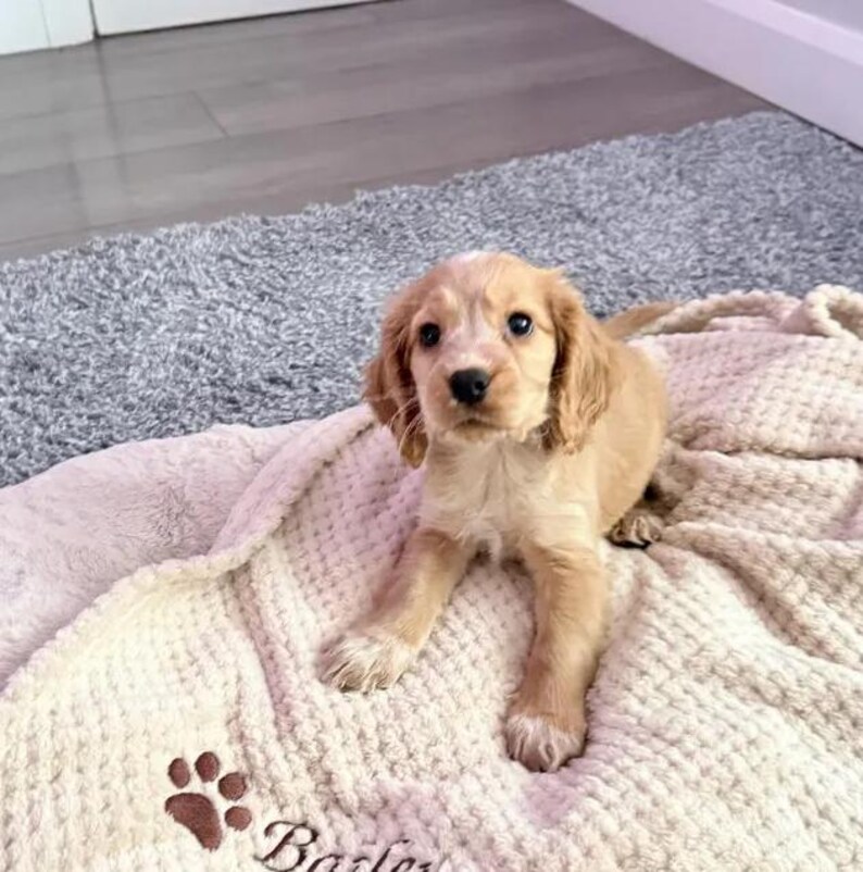 May include: A light golden-colored puppy with long, floppy ears and dark eyes, sitting on a textured, cream-colored blanket that features a brown embroidered paw print and the name Bailey stitched in cursive script on the fabric.