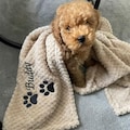 Personalised, embroidered dog/cat puppy/kitten/pet soft waffle blanket. product logo