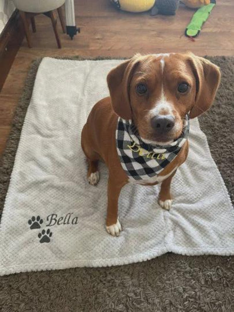 May include: A brown and white dog sits on a white textured blanket featuring the embroidered name Bella and two paw prints. The dog wears a black and white buffalo plaid bandana with the name Bella embroidered in gold thread on the front.