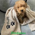 Personalised, embroidered dog/cat puppy/kitten/pet soft waffle blanket. product logo