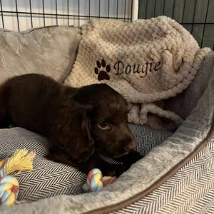 May include: A dark brown puppy resting in a gray and white herringbone patterned pet bed. A cream-colored textured blanket with a brown embroidered paw print and the name Dougie is draped behind the puppy. A colorful rope toy is visible.