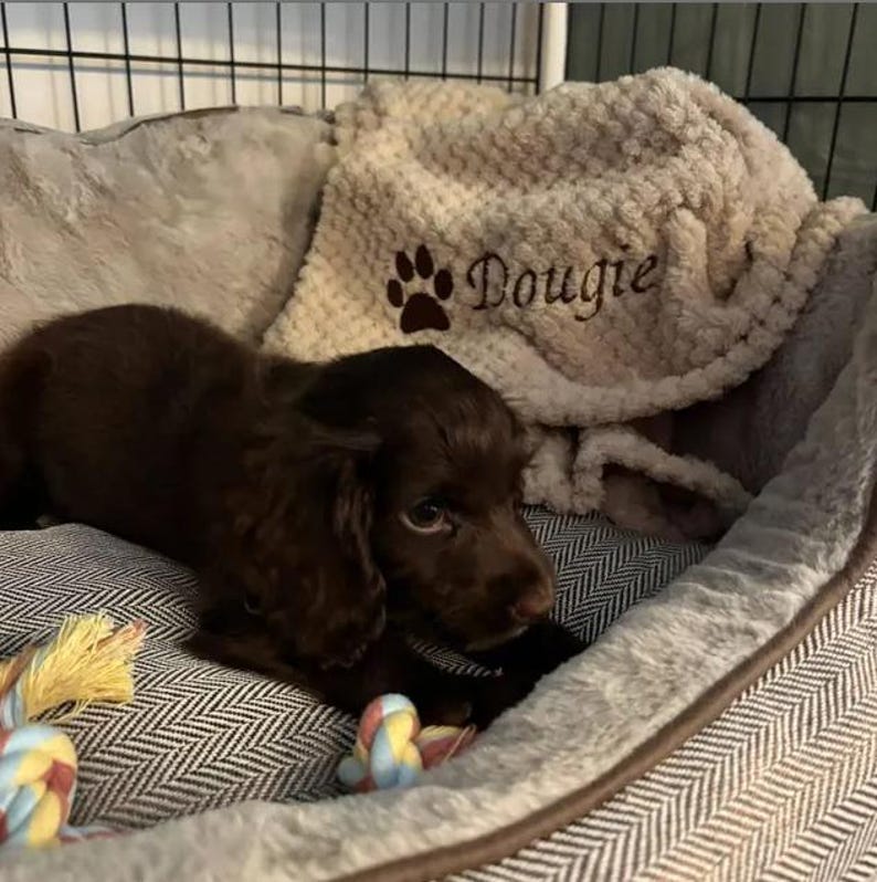 May include: A dark brown puppy resting in a gray and white herringbone patterned pet bed. A cream-colored textured blanket with a brown embroidered paw print and the name Dougie is draped behind the puppy. A colorful rope toy is visible.