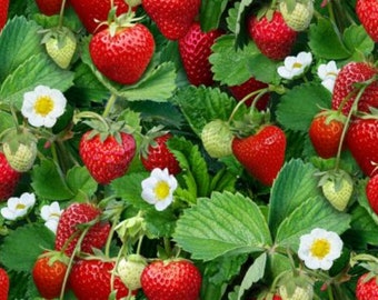Strawberry Fabric, Strawberry Plant Quilting Cotton Fabric by Elizabeth Studios, Summer Fruit Fabric, Summer Fabric
