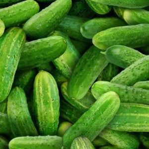 Pickle Fabric, Green Pickles by Elizabeth Studios Quilting Cotton Fabric, Dill Pickle Fabric, Pickles Fabric, Pickling Cucumbers 437E-GRN
