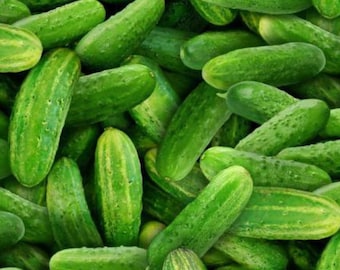 Pickle Fabric, Green Pickles by Elizabeth Studios Quilting Cotton Fabric, Dill Pickle Fabric, Pickles Fabric, Pickling Cucumbers 437E-GRN