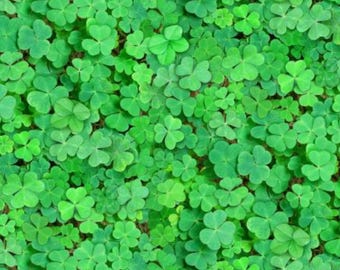 Green Clover Fabric, Realistic Green Clover by Elizabeth Studios Quilting Cotton Fabric, St Patrick's Day Fabric, 624E-GREEN