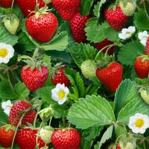 May include: A vibrant strawberry plant featuring numerous bright red ripe strawberries and several pale green unripe strawberries. The plant is covered in lush green serrated leaves and small white flowers with yellow centers throughout the foliage.
