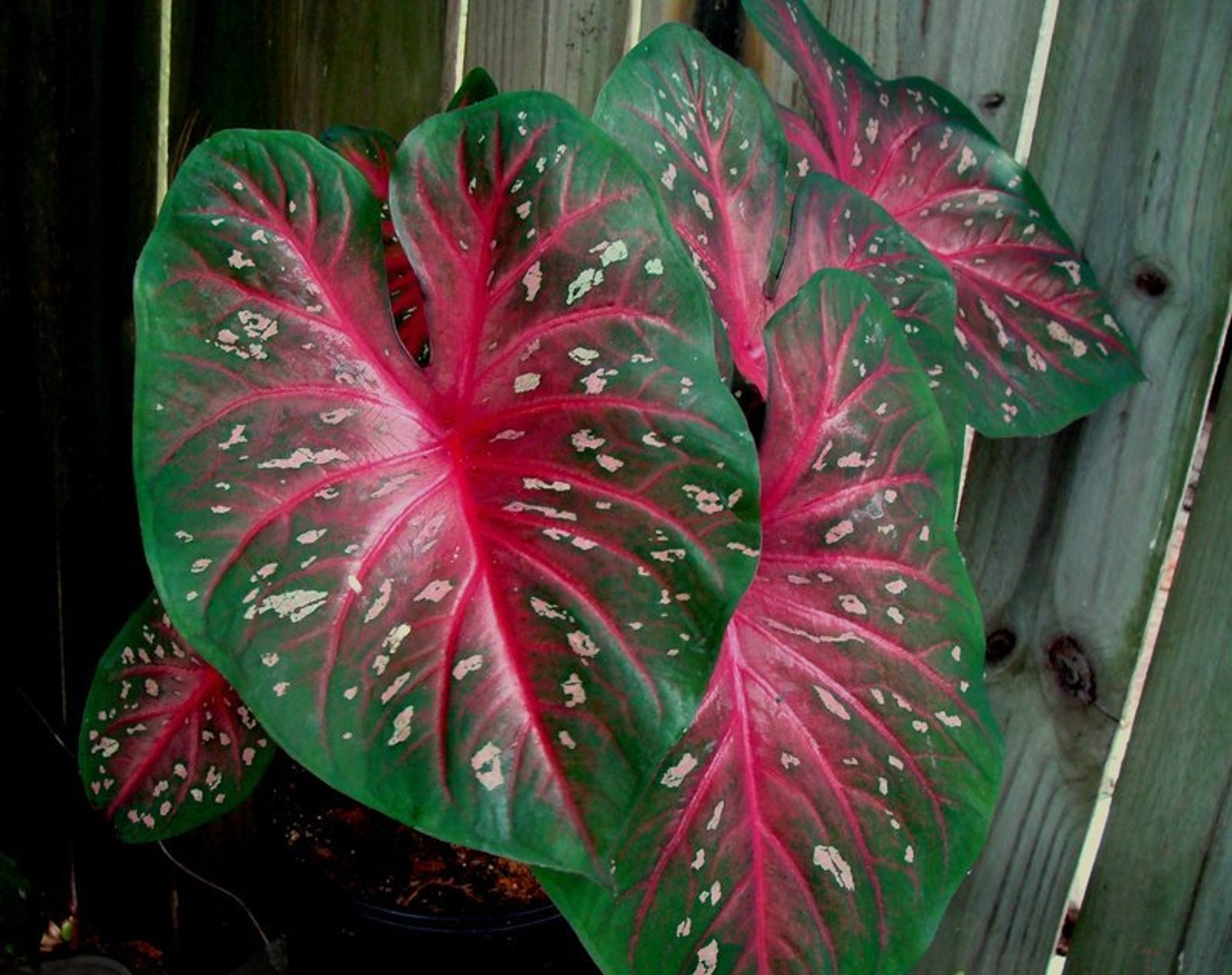 Caladium bulbs Etsy