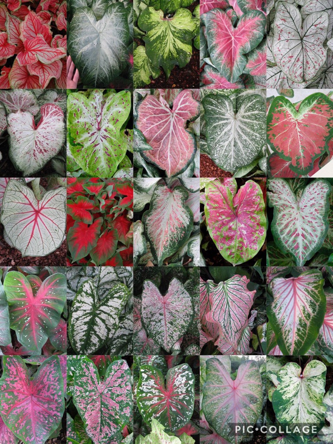 Caladium bulbs Etsy