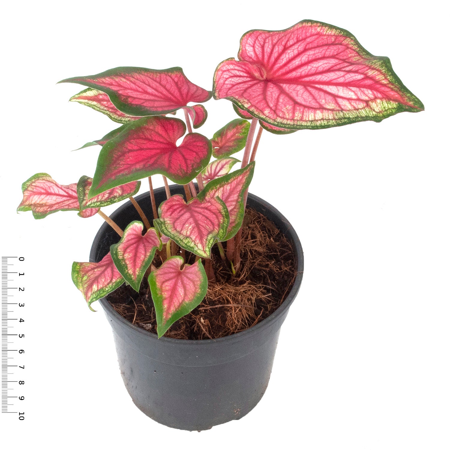 Caladium bulbs Etsy