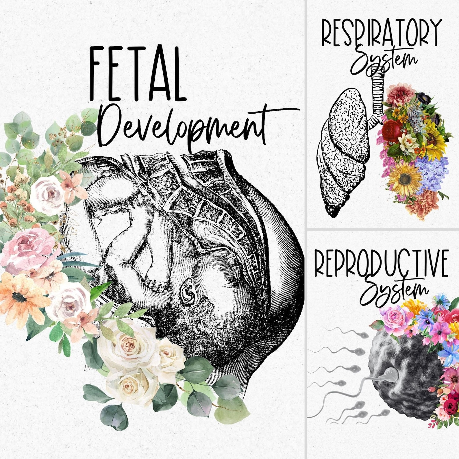 Printable Anatomy and Physiology Sheet Body System Notes | Etsy