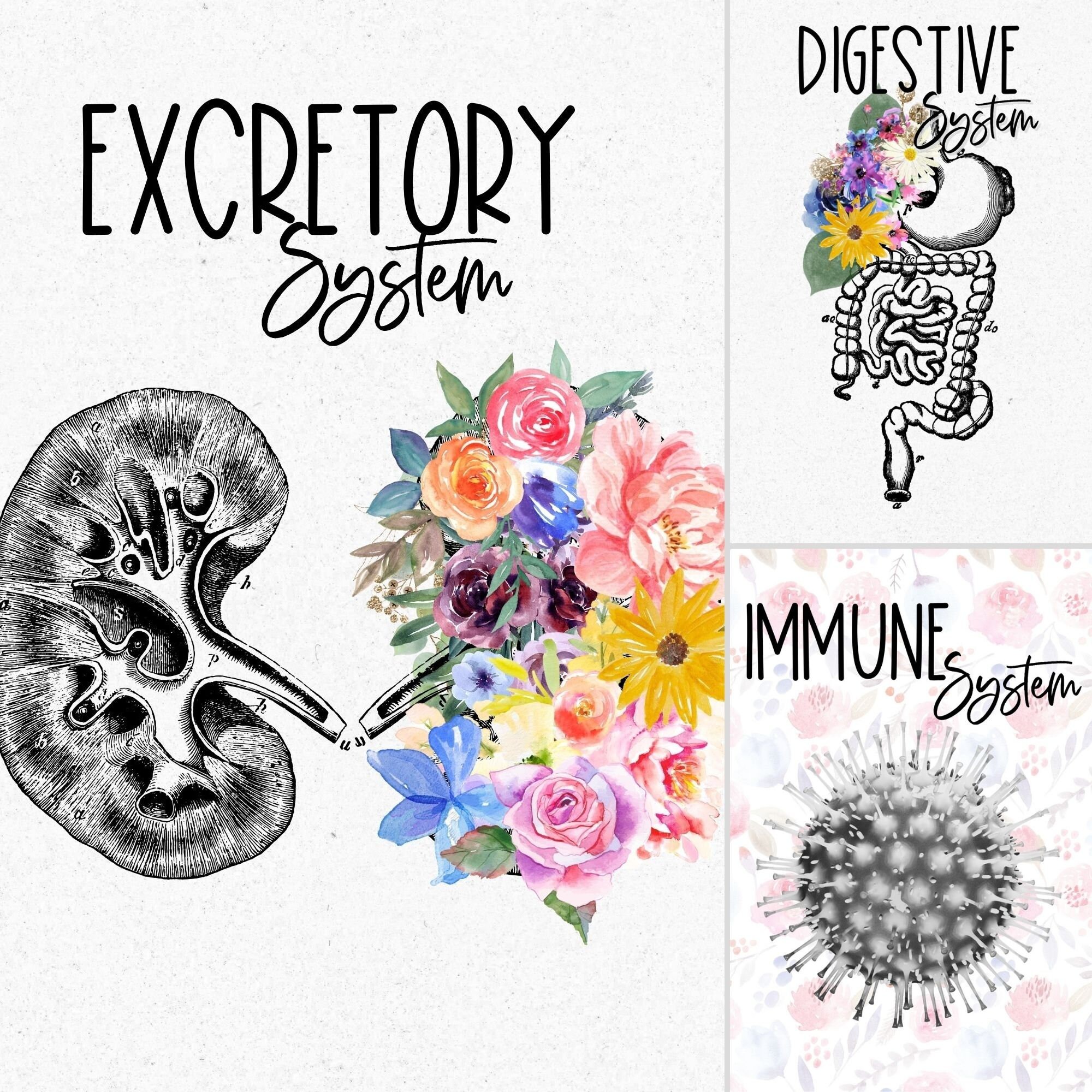 Anatomy Binder Cover Printable Printable World Holiday