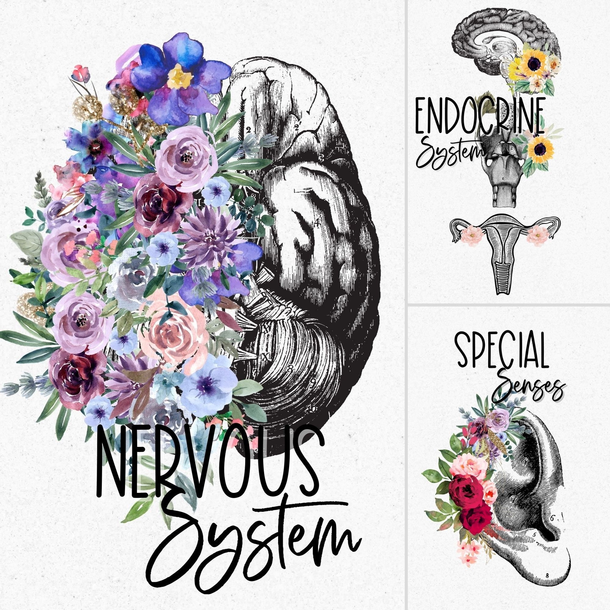 Anatomy and Physiology Human Body Body Systems Binder Cover US | Etsy