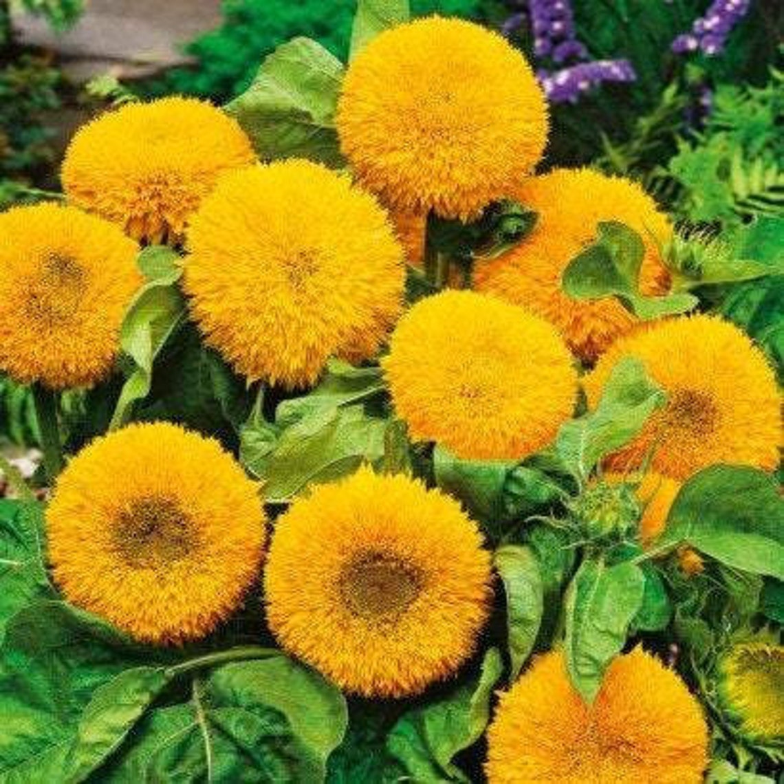 teddy bear sunflower teddy bear sunflower