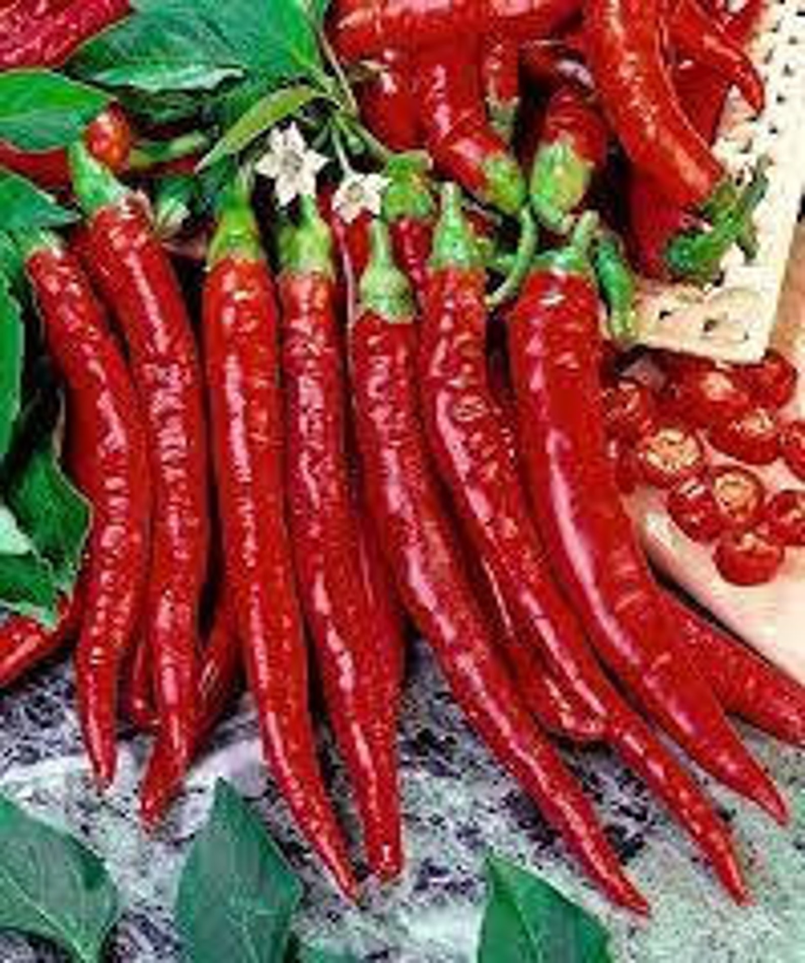 Перец Долма Купить Семена