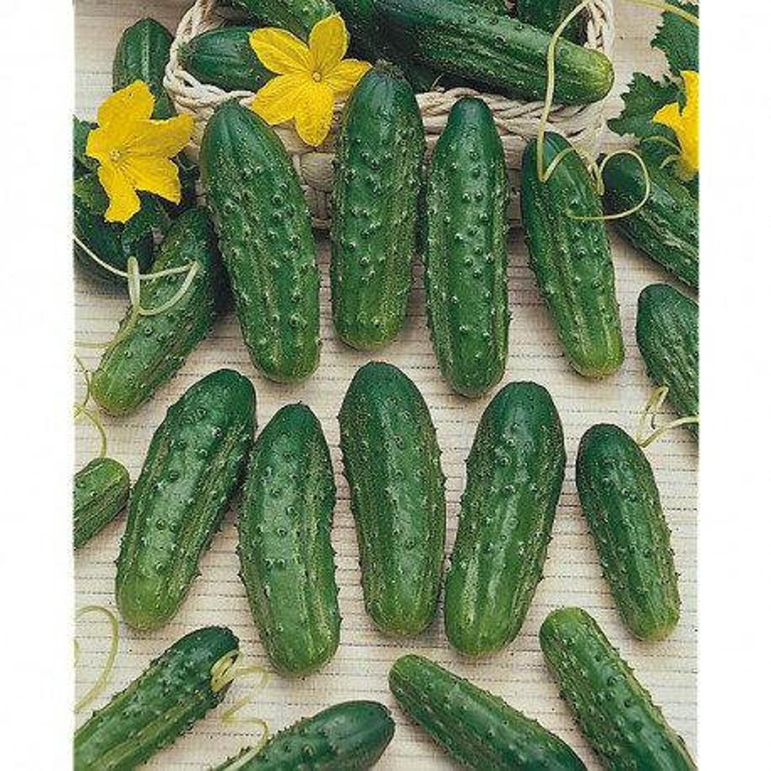 ORGANIC BIO Cornichon De Paris Cucumber 200 Seeds Non GMO Etsy