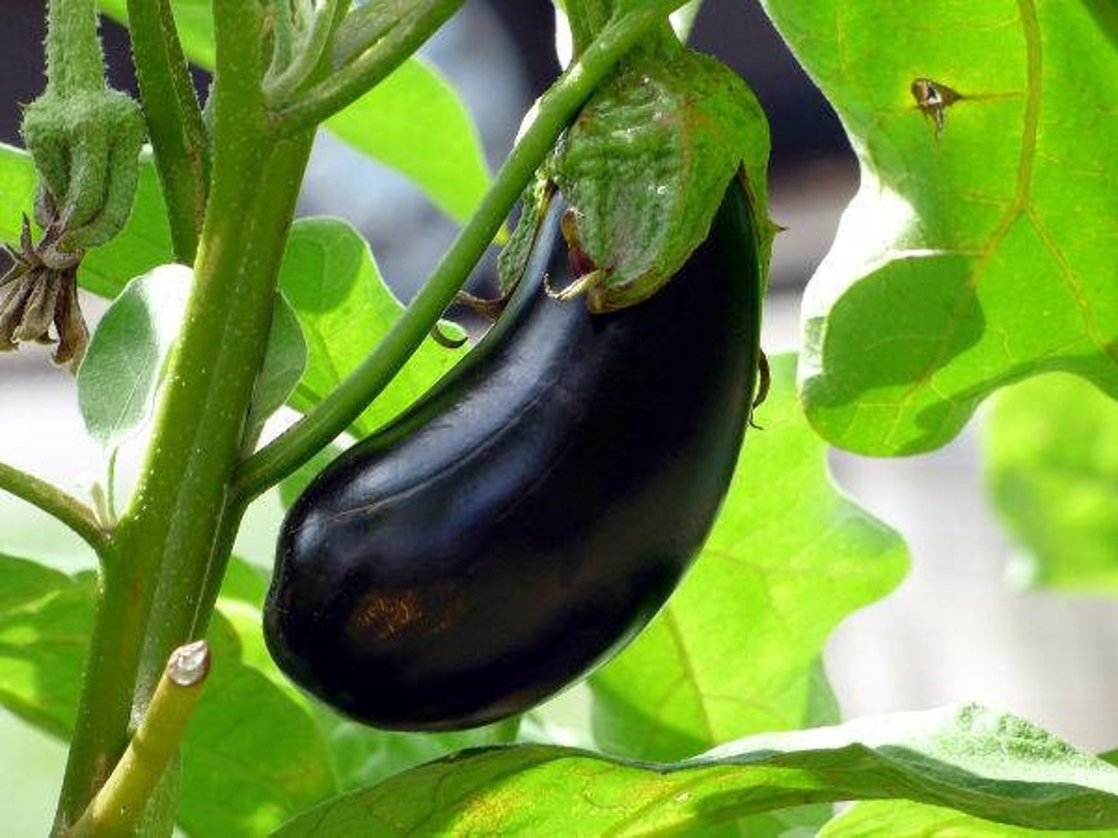Eggplant Eggplant Black Beauty 100 seeds Etsy