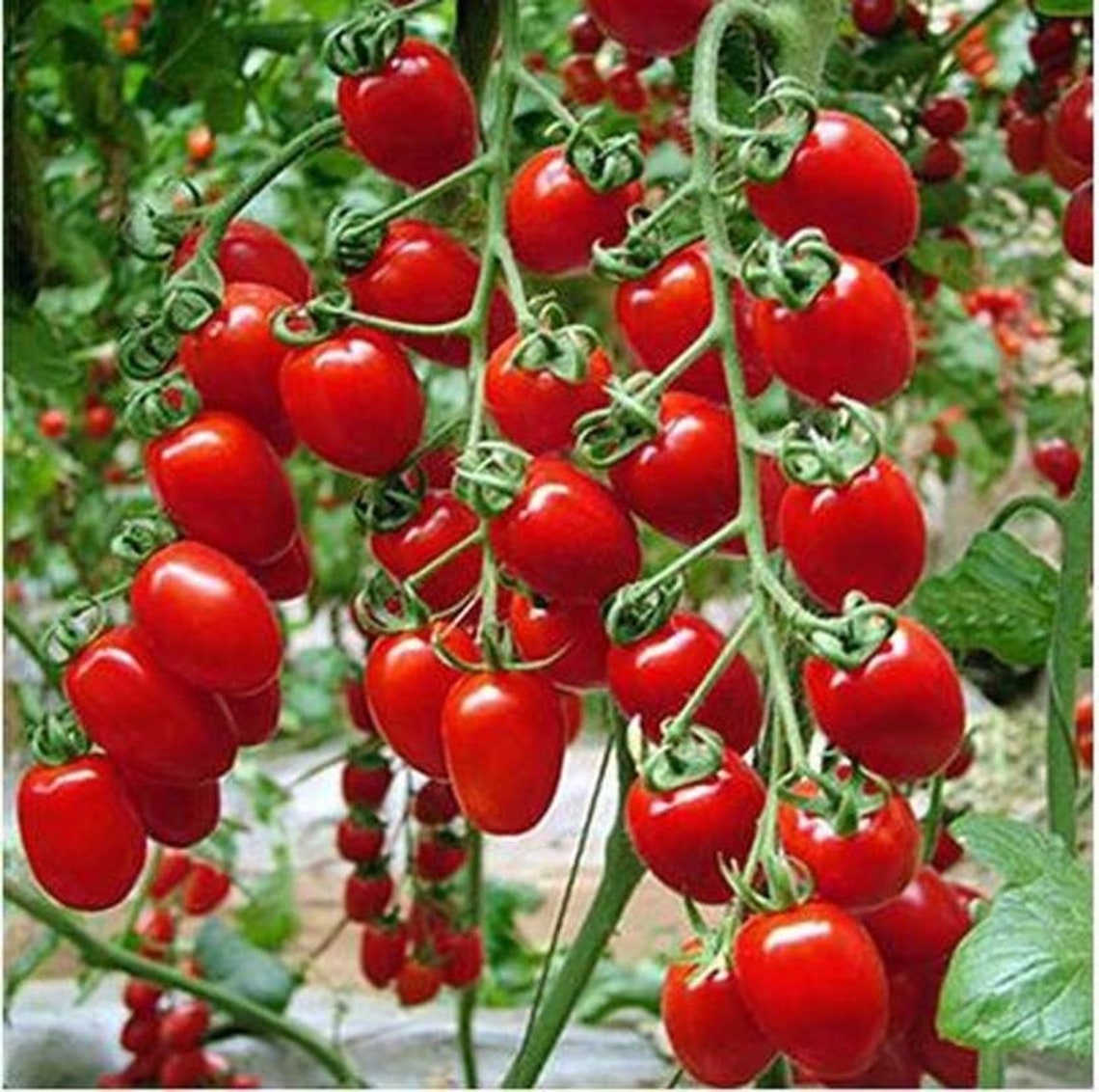 Sweet Cherry Tomato 100 seeds non GMO Etsy