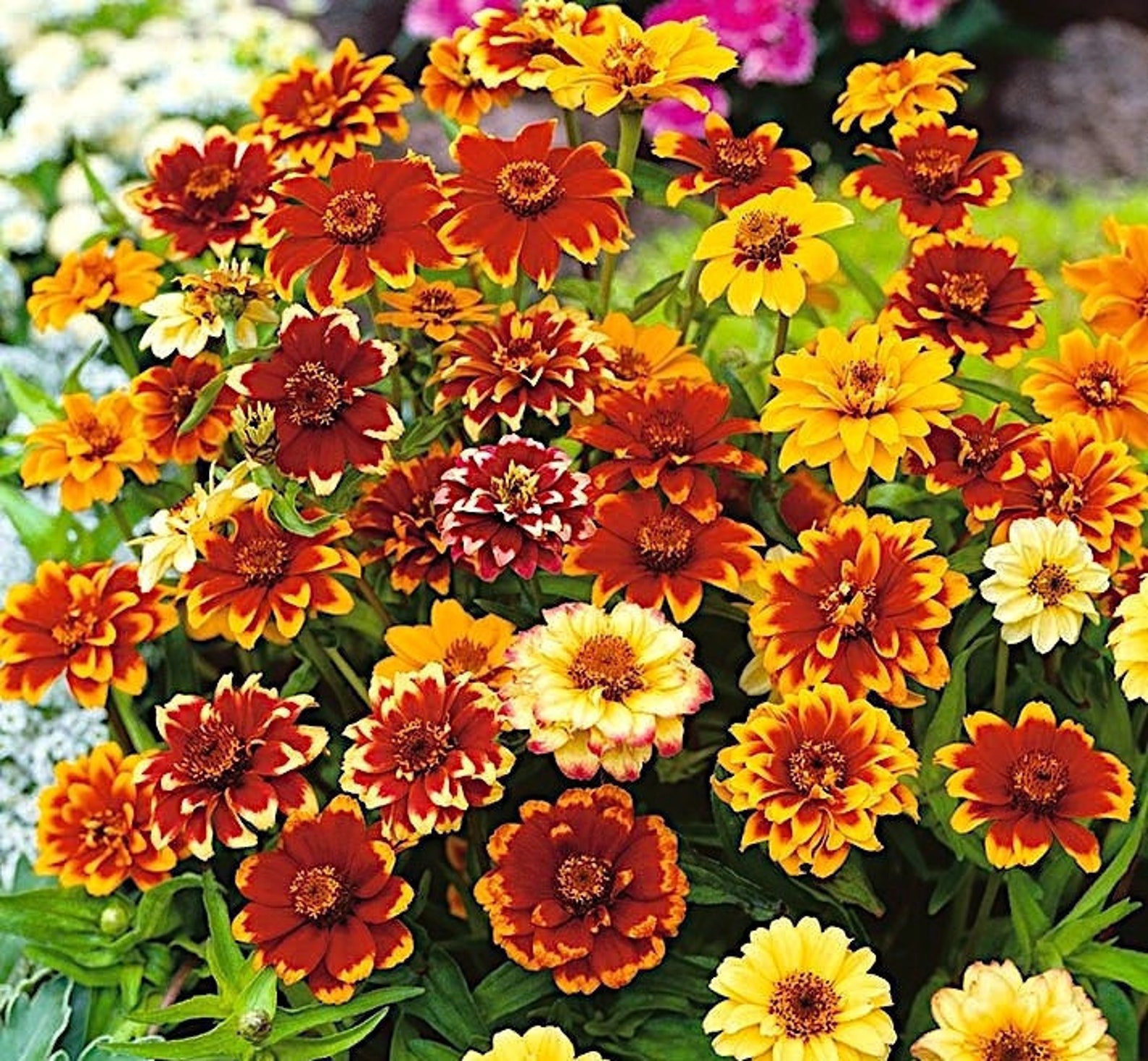 Persian Carpet Zinnia Flower 50 Seeds Non GMO Etsy
