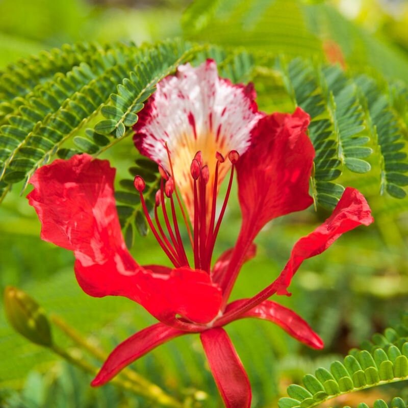 Poinciana Seeds - Etsy Singapore Poinciana Seeds - Etsy Singapore