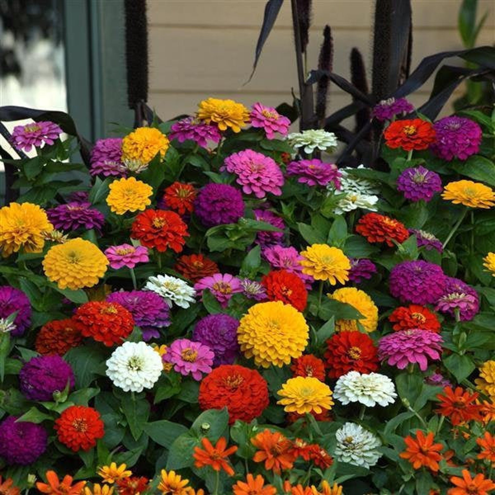 Zinnia Dwarf Mixed Colors 25 Seeds Non GMO Etsy