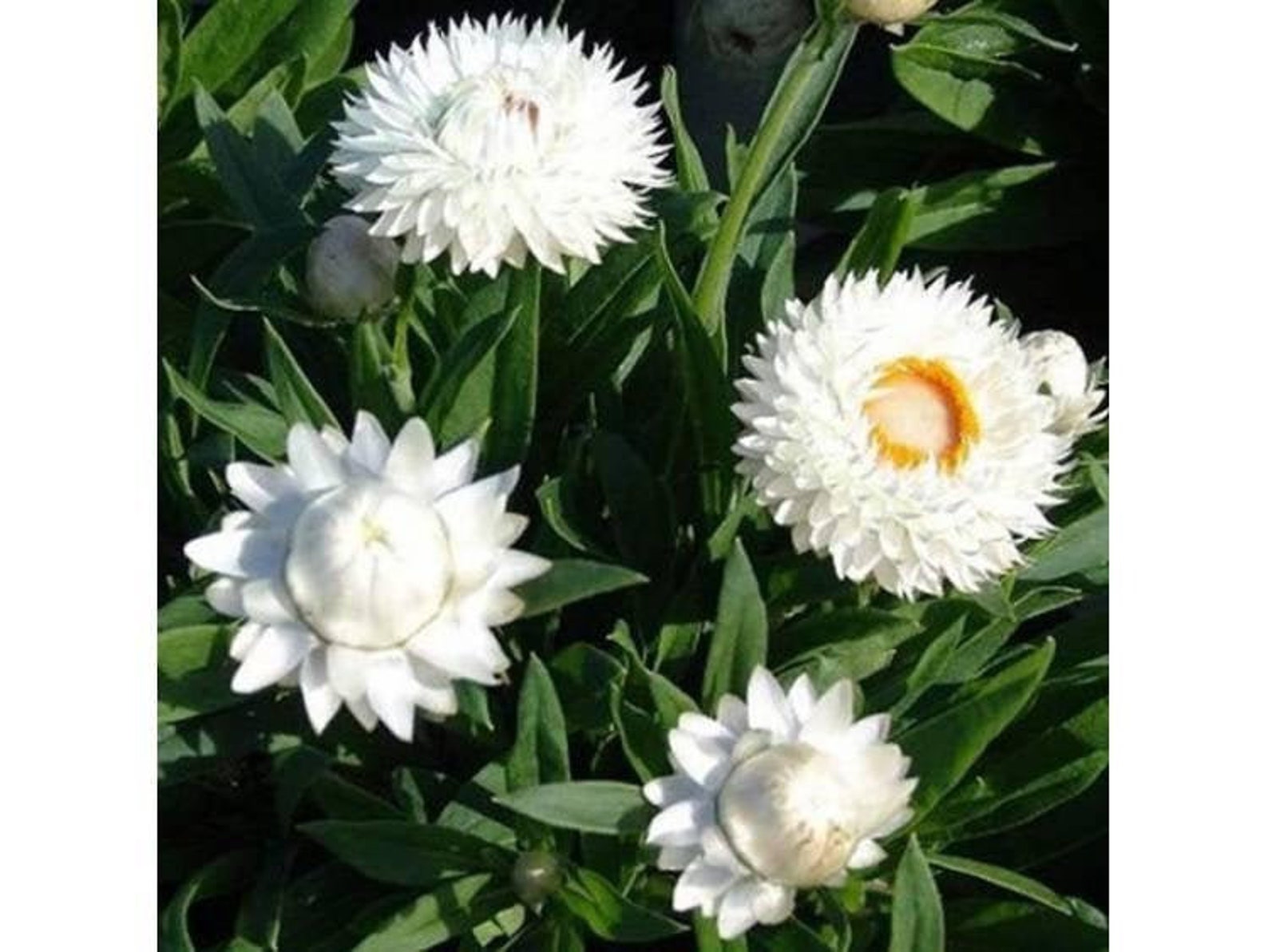 Strawflower White 100 Seeds Non GMO Etsy New Zealand