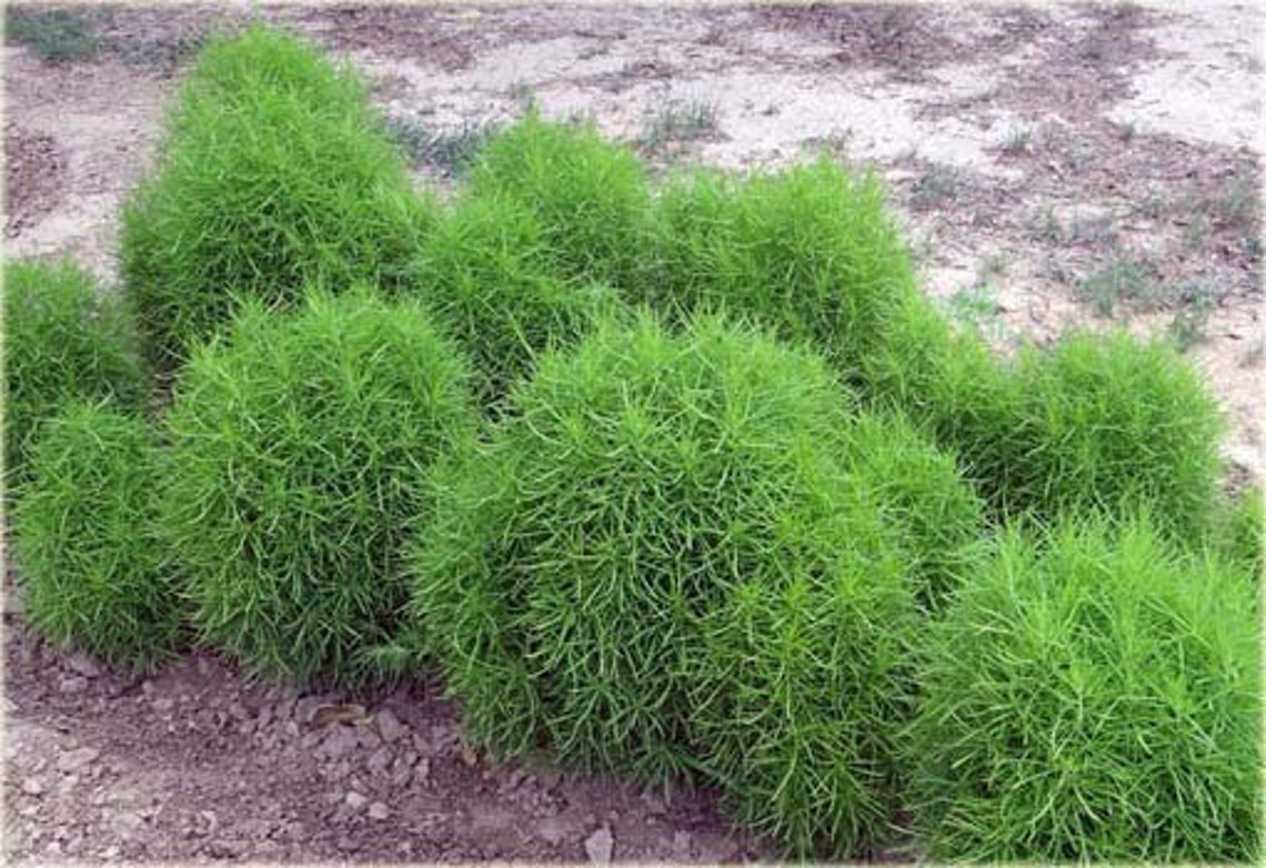 Summer Cypress 500 Seeds Non GMO Etsy