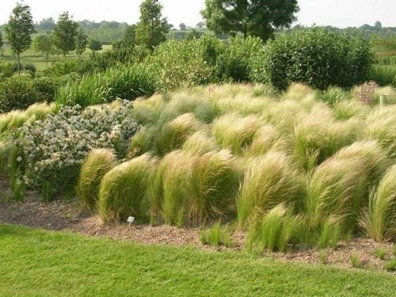 Ковыль пони. Ковыль тончайший (stipa tenuissima). Ковыль пони. Ковыль stipa tenuissima. Ковыль тончайший (stipa tenuissima) "angel hair".