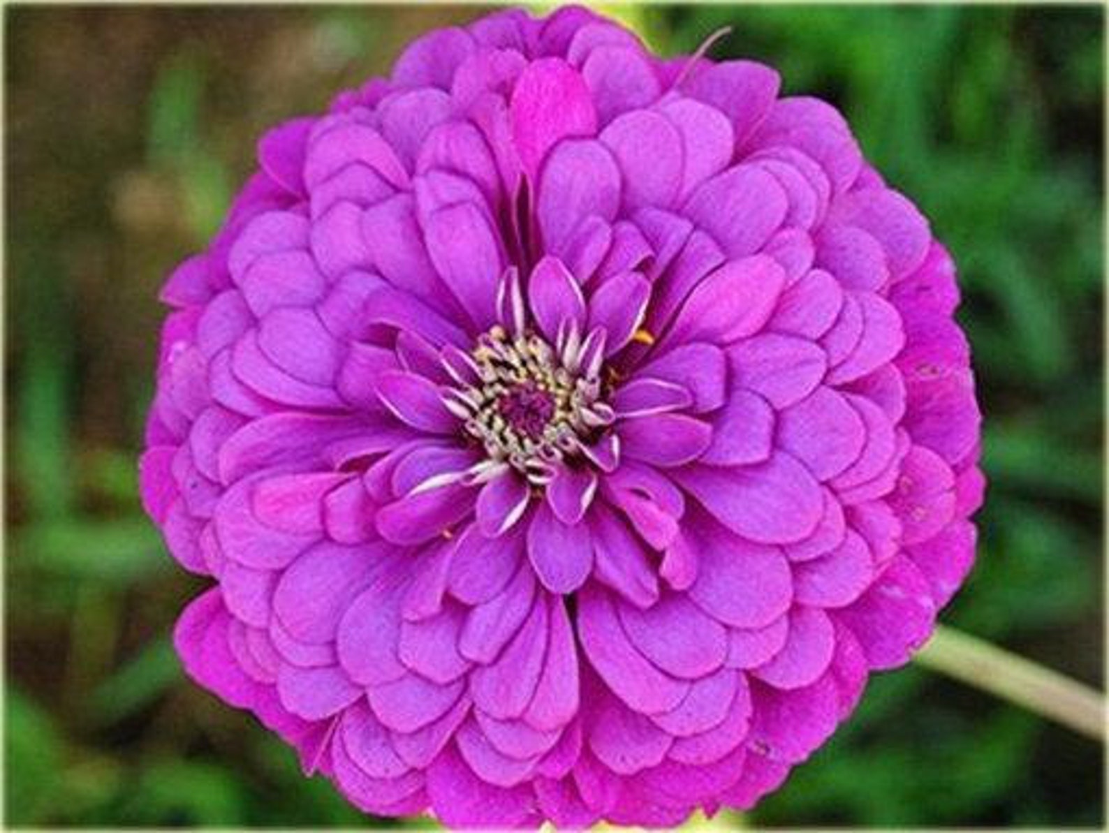 Zinnia Flower Purple 50 Seeds Etsy