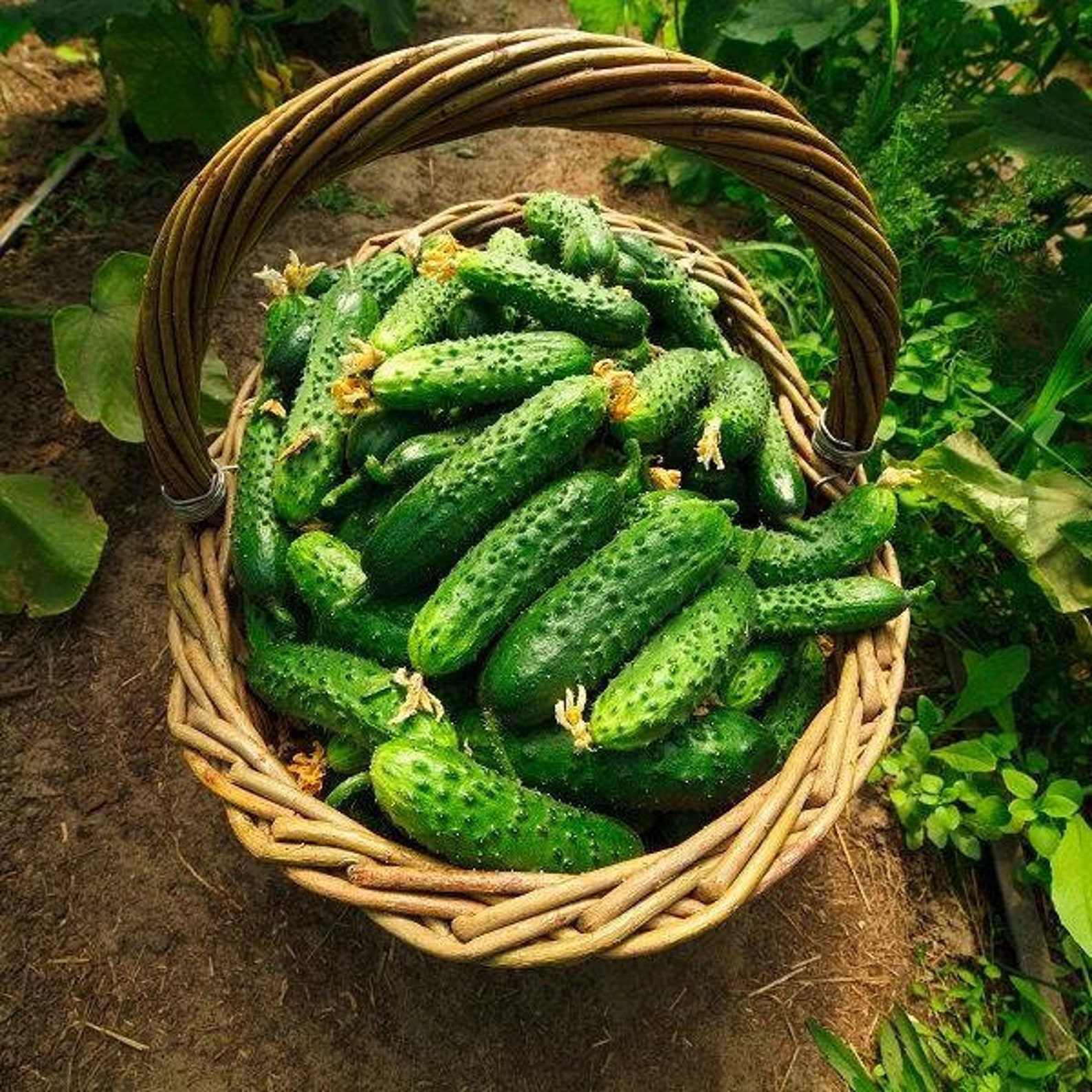 ORGANIC BIO Cornichon De Paris Cucumber 200 Seeds Non GMO Etsy