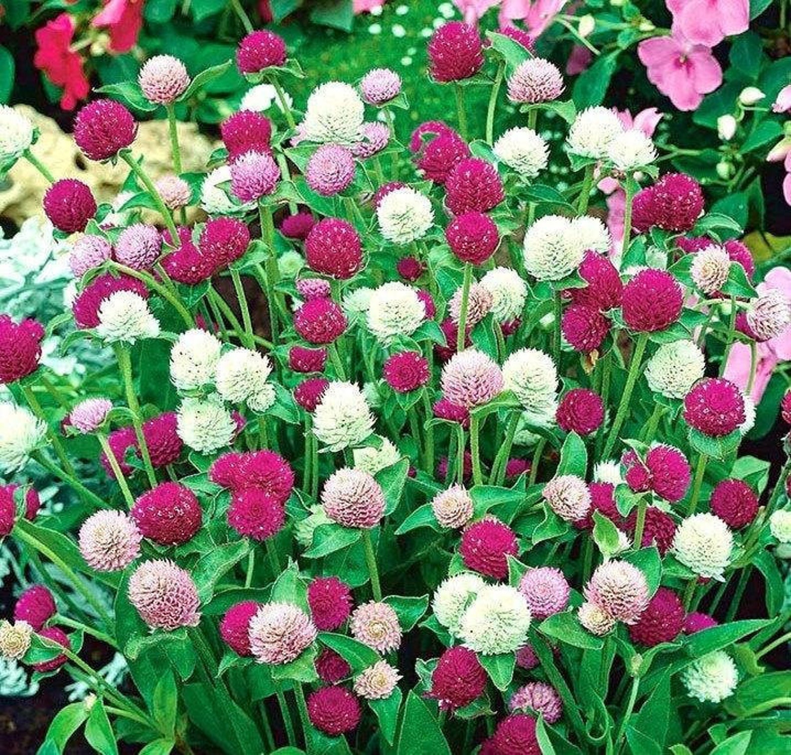Globe Amaranth Mix Color 100 seeds non GMO Etsy