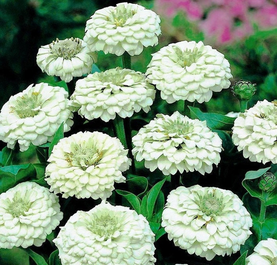 Zinnia Flower White 50 Seeds Non GMO Etsy UK