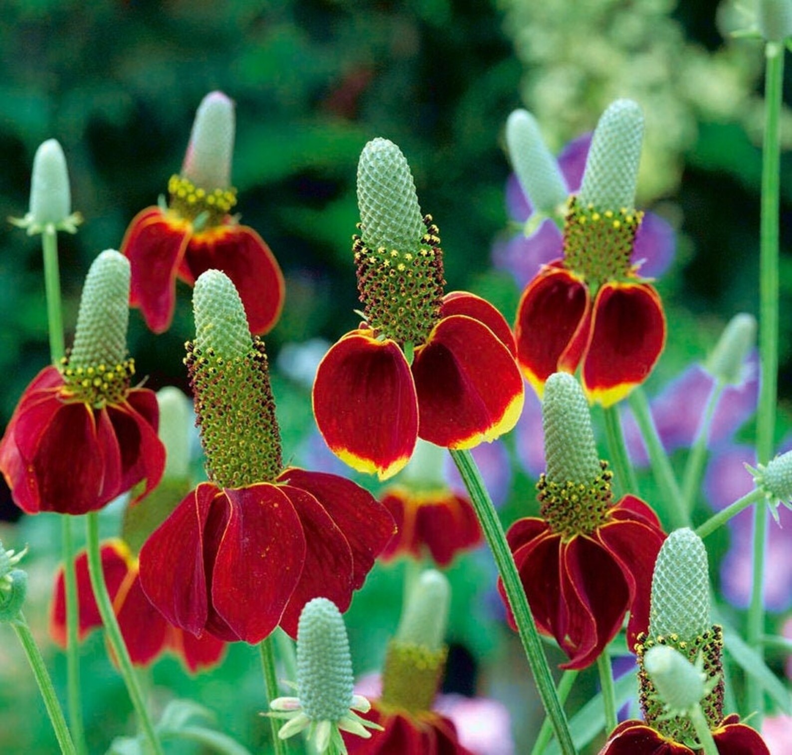 ратибида колоновидная цветок прерий. ратибида мексиканская шляпа. ратибида цветок прерий. ратибида мексиканская шляпа. ратибида цветок прерий.