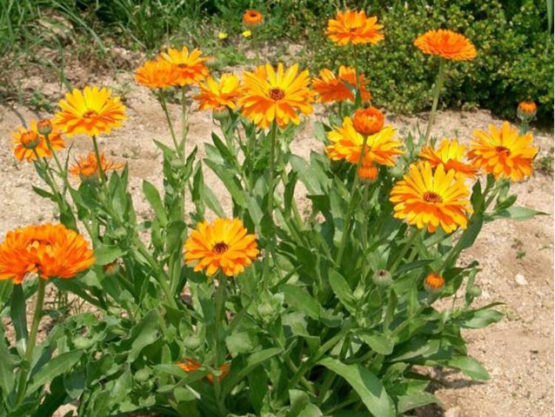 Pot Marigold Edible 50 seeds non GMO Etsy