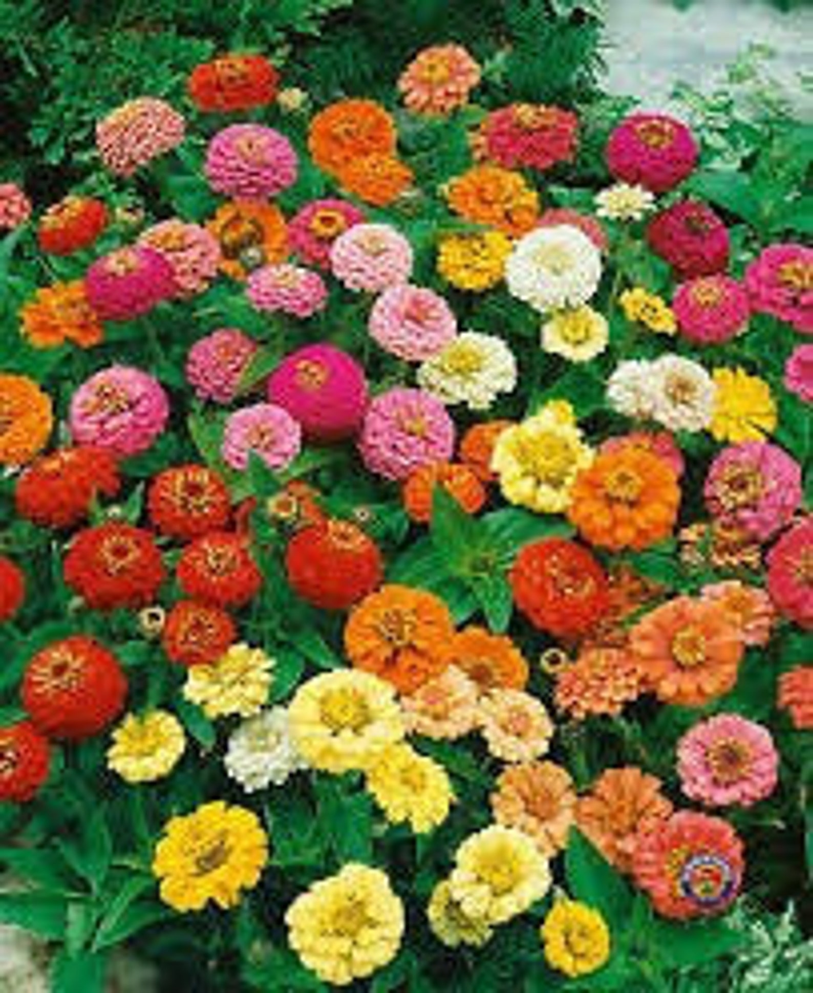 Zinnia Carousel Mixed Colors 50 Flower Seeds Non GMO Etsy Sweden