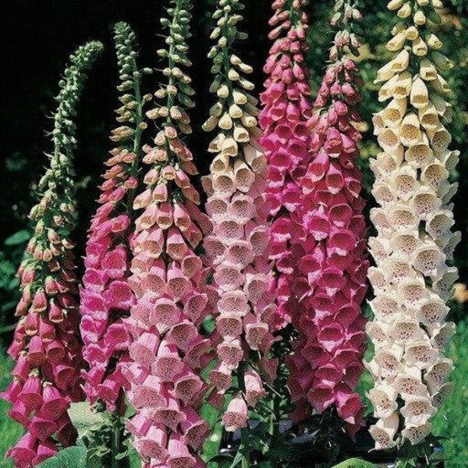 Foxglove Flower Mixed Colors 500 seeds non GMO Etsy