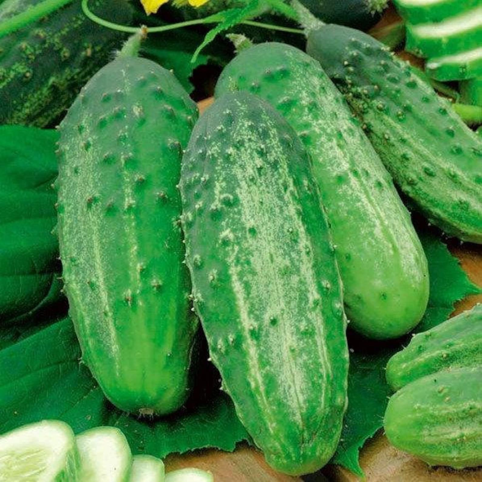 Купить Семена Огурцов Конни