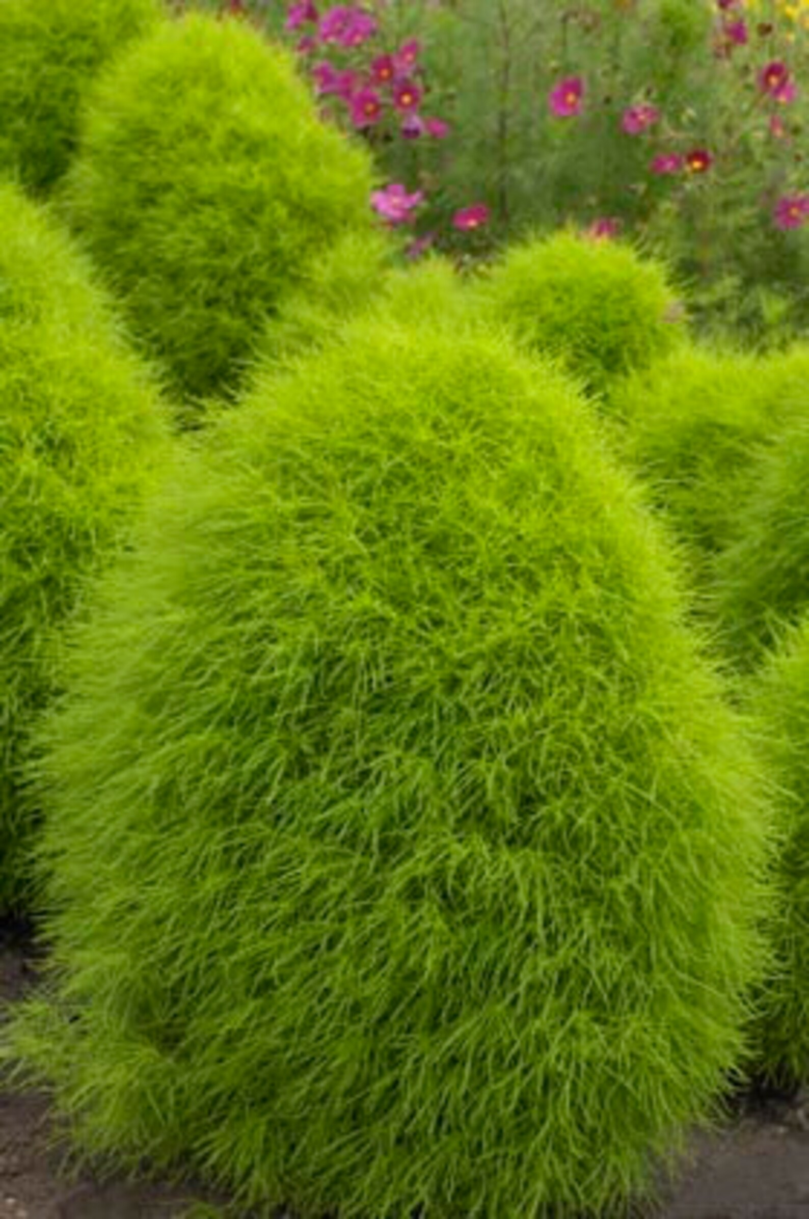Summer Cypress 500 Seeds Non GMO Etsy