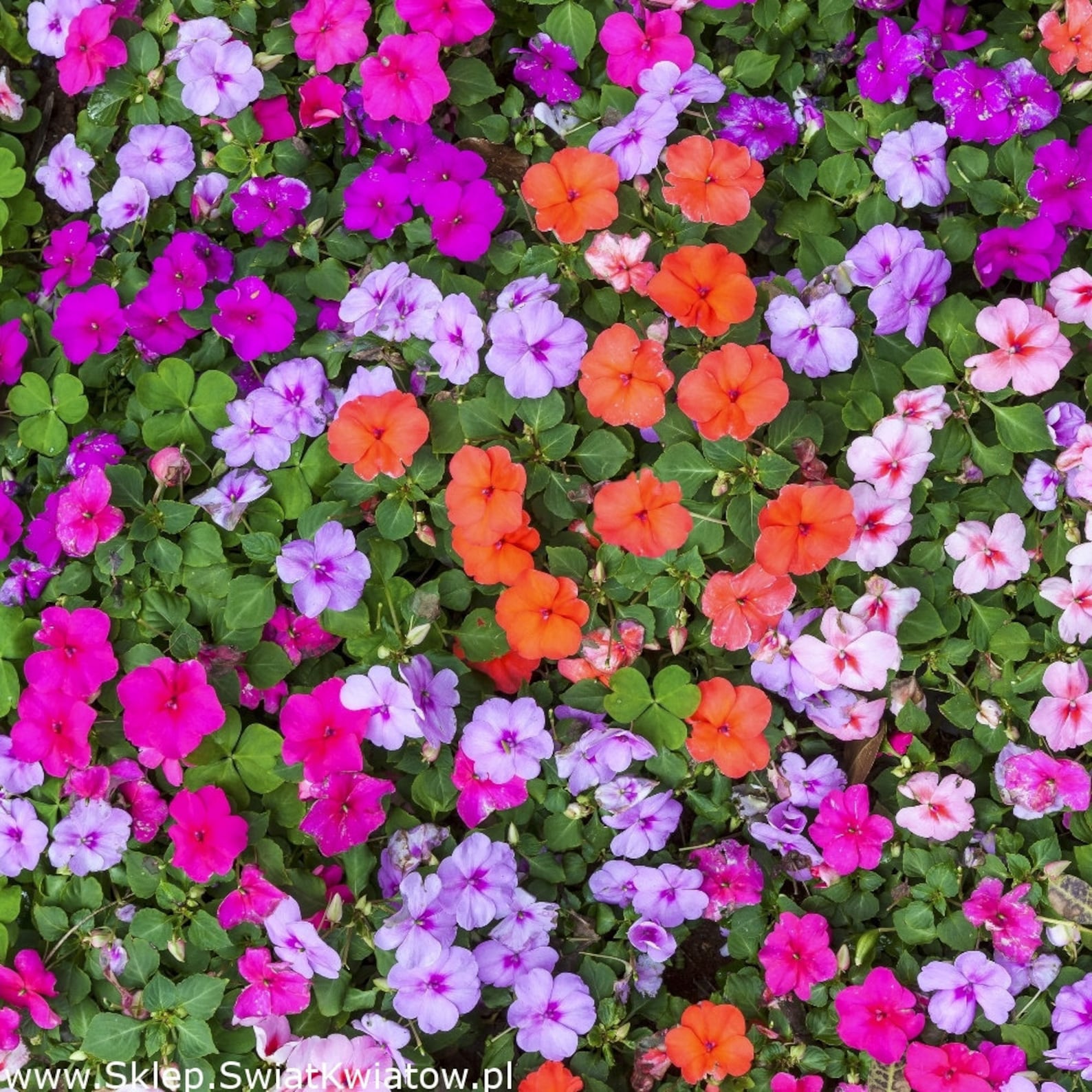 Busy Lizzie Flower 50 Seeds Non GMO Etsy