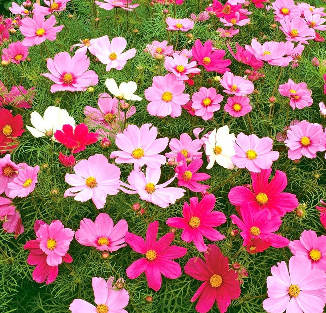 Garden Cosmos Mix Colors 100 Seeds Non GMO Etsy