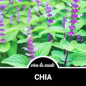Chia | 250 Seeds | Easy to Grow | Culinary & Medicinal Herb | Non GMO | Salvia Hispanica