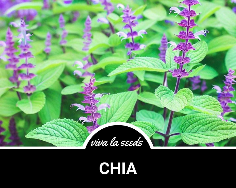 May include: Close-up of a chia plant with vibrant green leaves and purple flowers. The plant is labeled "CHIA" and "viva la seeds".