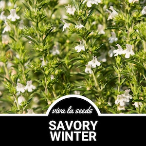 Savory, Winter | 100 Seeds | Medicinal & Culinary Herb | Non GMO | Satureja Montana