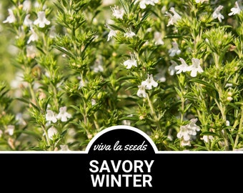 Savory, Winter | 100 Seeds | Medicinal & Culinary Herb | Non GMO | Satureja Montana