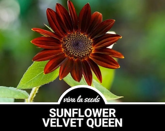 Sunflower, Velvet Queen | 25 Seeds | Culinary & Medicinal | Easy to Grow | Non GMO | Helianthus annuus