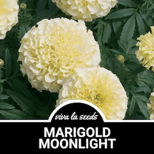 Marigold, African Moonlight | 50  Seeds | Stunning White Blooms | Heirloom | Tagetes patula